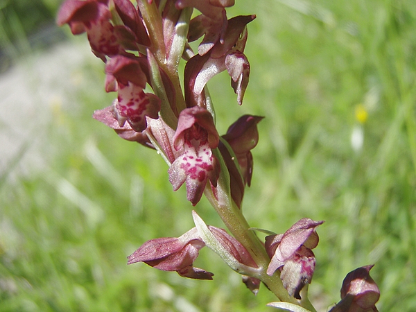 Anacamptis pyramidalis, Ophrys apifera, Orchis coriophora